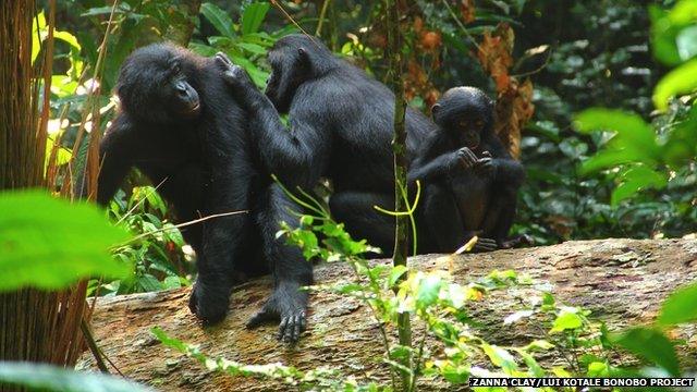 bonobo family perched on a log