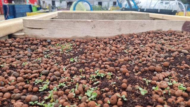 Wildflowers sprouting in an 'experimental' living roof