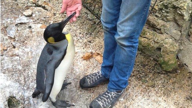 King penguin chick at Birdland in Bourton-on-the-Water