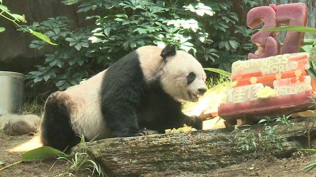 Jia Jia with birthday cake