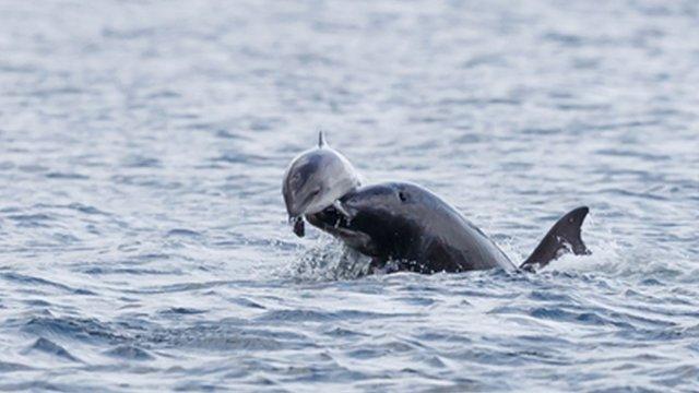 Dolphin attacking a porpoise