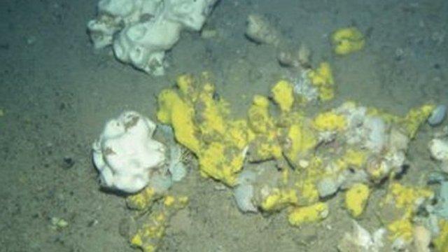 Sponges in the Faroe-Shetland Sponge Belt