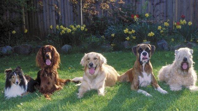 Dogs lying on the grass