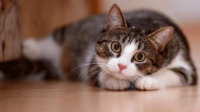A cat