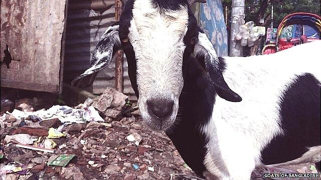 Goat in Bangladesh street