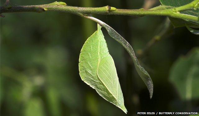 Purple Emperor pupa