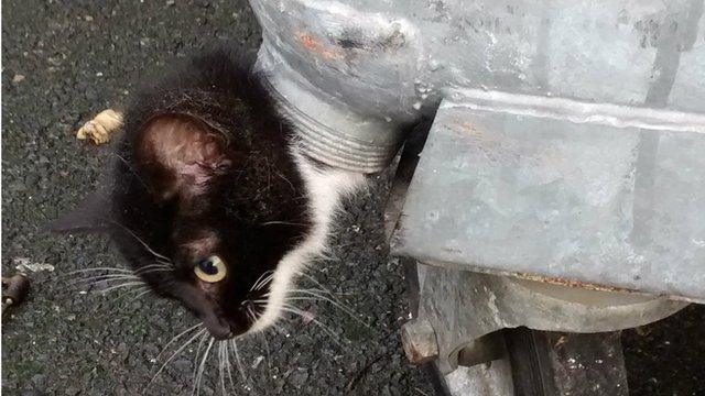 Dusty stuck in a bin