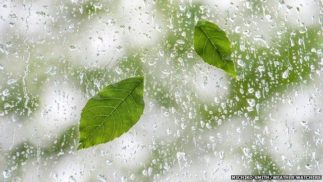 Rain and green leaves on a window