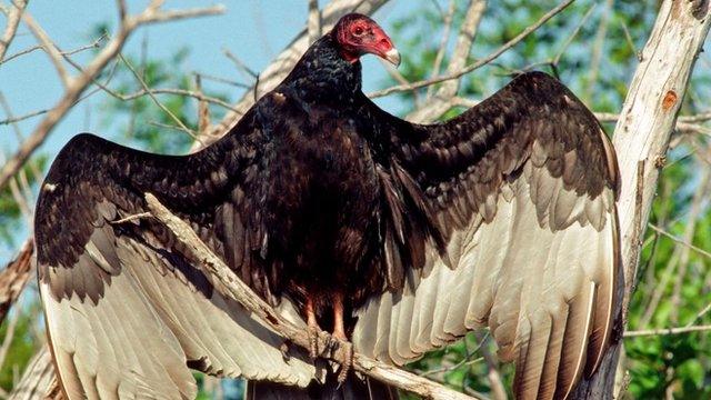 Turkey vulture