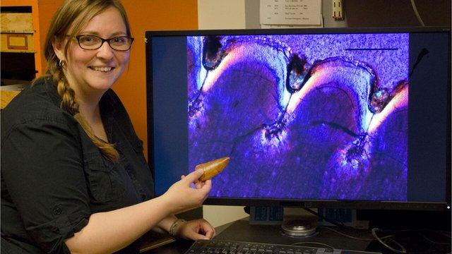 Lead author Kirstin Brink, University of Toronto Mississauga, with the tooth and thin section of the large theropod Carcharodontosaurus