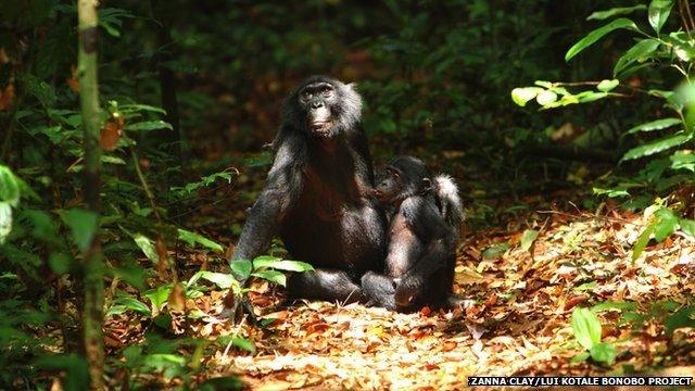 adult bonobo with an infant in the forest