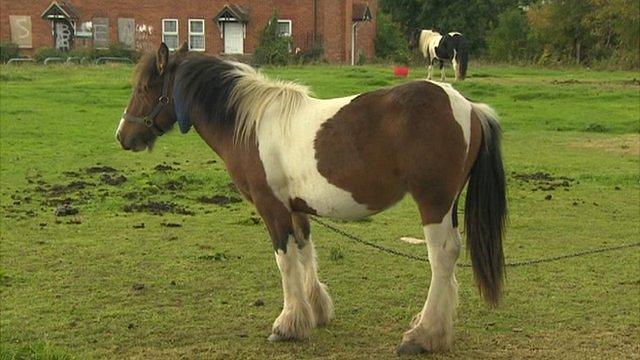 horse on open land