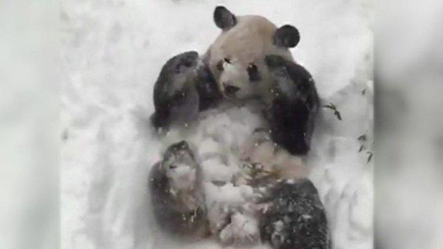 Panda in the snow