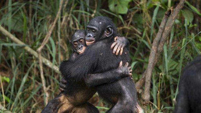 to bonobos hug