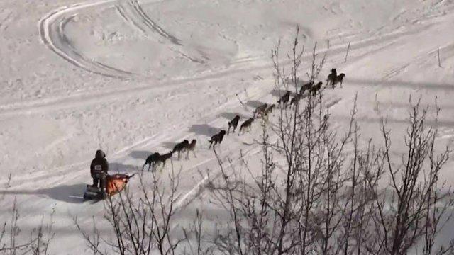 Iditarod Trail Sled Dog Race