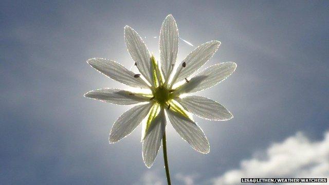 Sun shines behind a flower