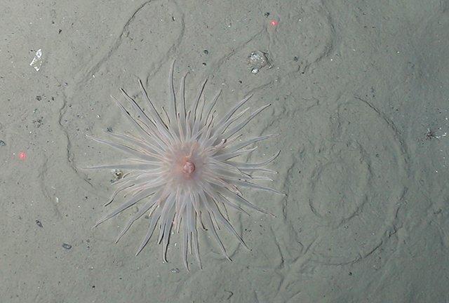 A beautiful anemone