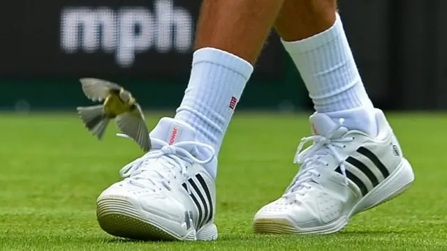 Djokovic and the bird