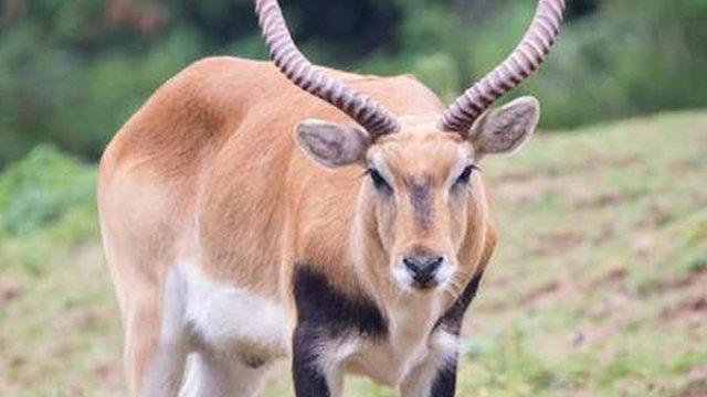 An antelope at Paignton Zoo