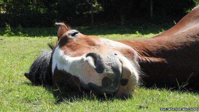 Horse sleeping in sunshine
