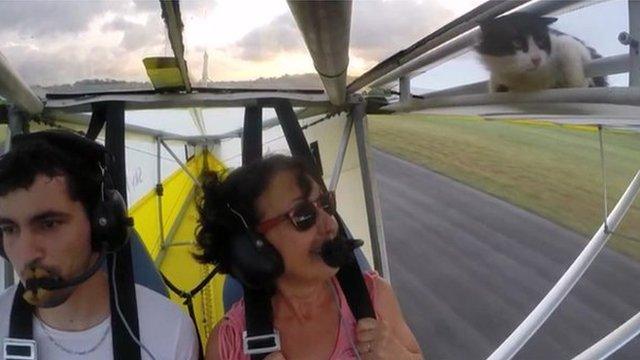 Cat on wing of plane