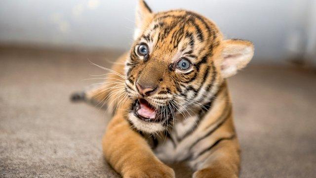 Little Malayan tiger cub Berisi