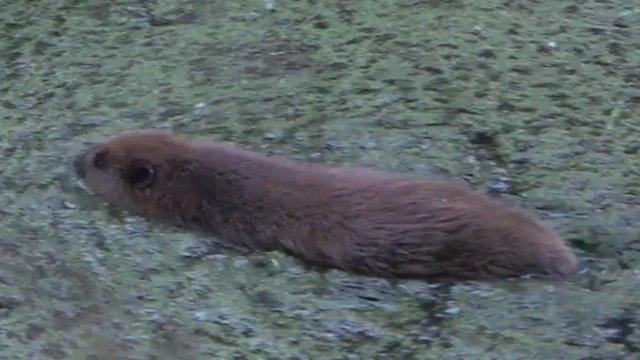 One of the beavers released into the River Otter on Monday