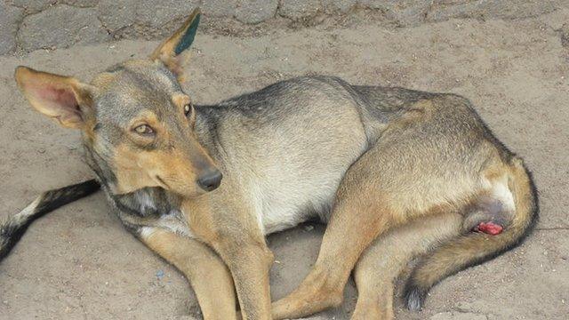 dog with tumour