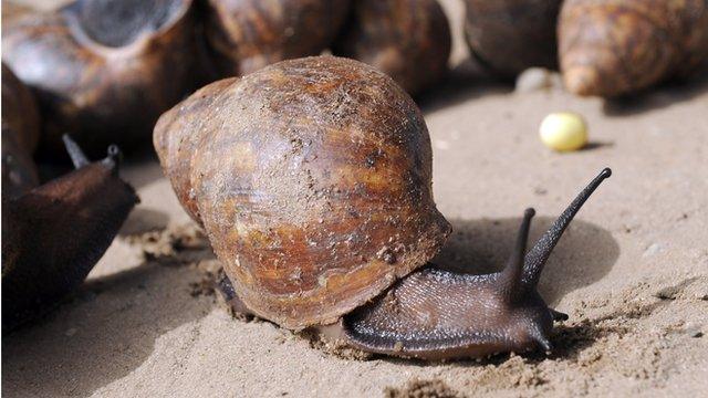 Giant African snail