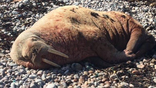 Walrus at Kinlochbervie in Sutherland