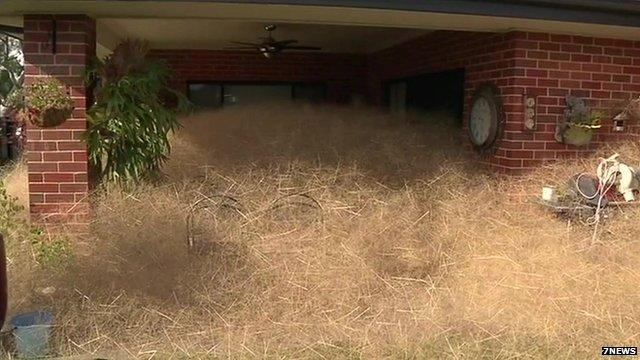 Tumbleweed