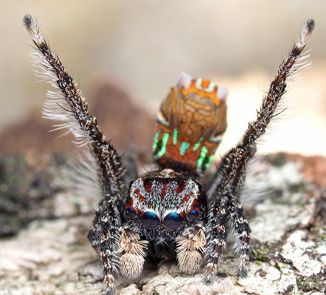 Maratus noggerup