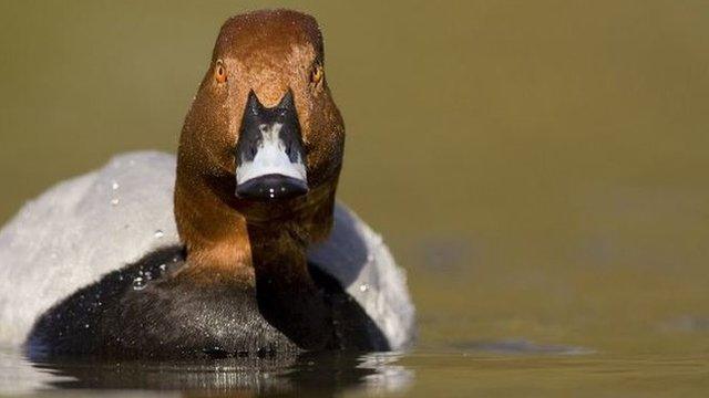 Pochard