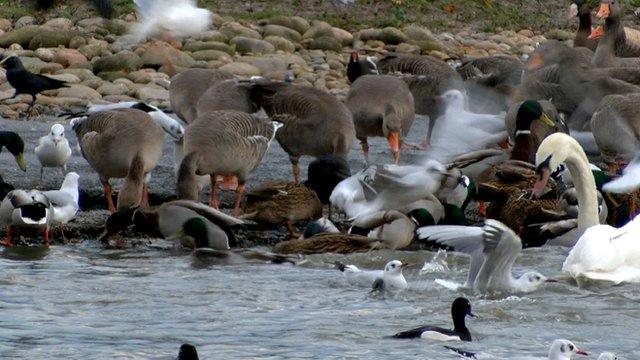 Wildfowl (c) BBC