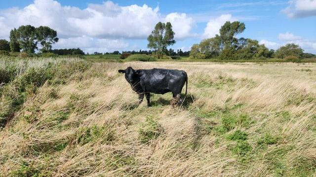 A large black cow standing in a field. It is looking back towards the camera.