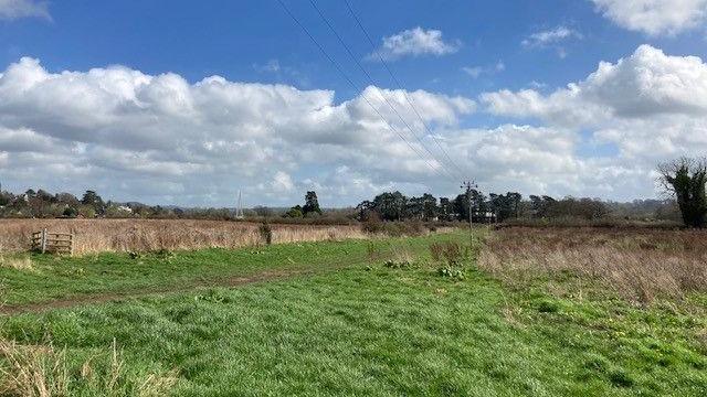 Green field with bright blue sky. Some dried up grasses can be seen in the distance