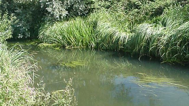 A small section of a stream with reeds on either side and trees in the background.
