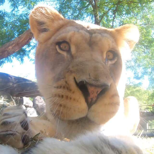 Lion looks into camera