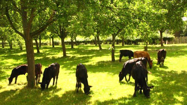 Cows grazing under trees in an orchard. Patches of sun are visible on the grass. There is a fence around the field.