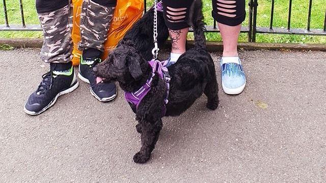 A groomed black dog in a purple holster standing next to the feet of two people in a park.