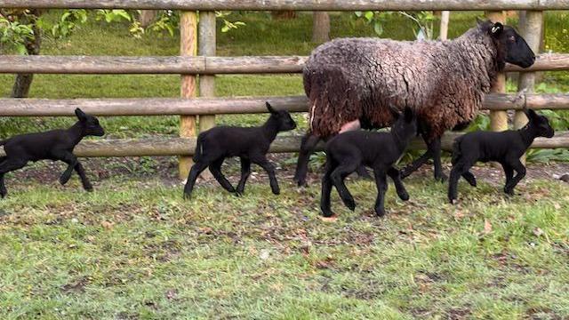 A ewe with four black lambs