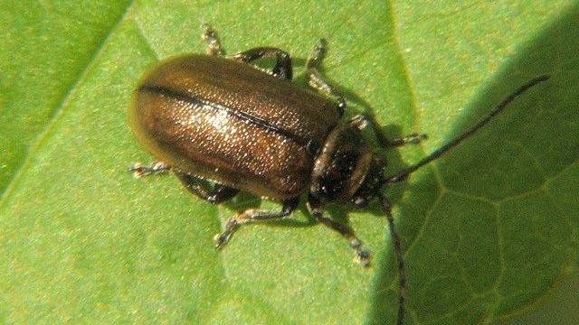 A heather beetle on green leaf. The beetle is a coppery-brown colour with a black line running down its back. It's black antennae are almost as long as its body. The leaf is a bright, juicy green with defined veins.