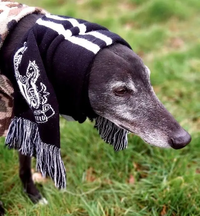 A dog draped in a Newcastle scarf