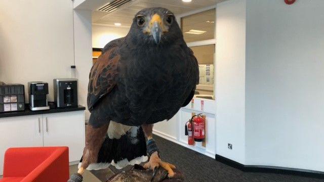 Willow the Harris hawk looking at the camera. She is photographed inside a building. Coffee machines, a red couch and fire extinguishers could be seen behind her. She is being carried by a trainer with a leather glove on.