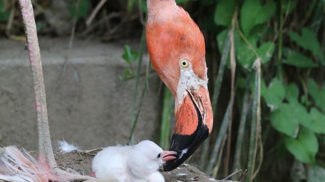 A flamingo feeding its white fluffy chick. The beak of the mother is pink, with black on it. The chick is white, small and fluffy. There are leaves in the background.