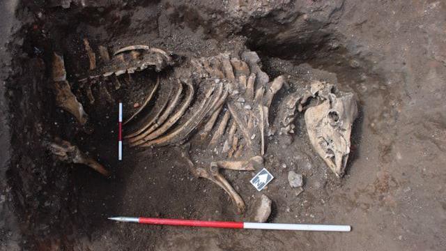 The skeleton of a horse unearthed in Newark