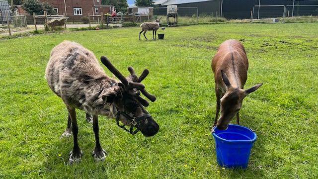 Reindeer at a farm