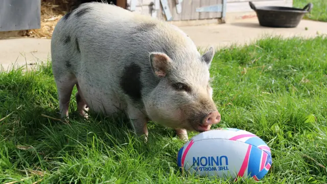 Pig with rugby ball