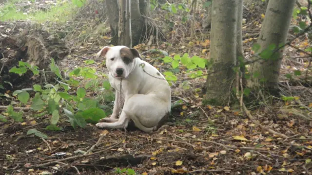 A dog tied to a tree in Amersham