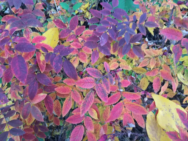 Leaves